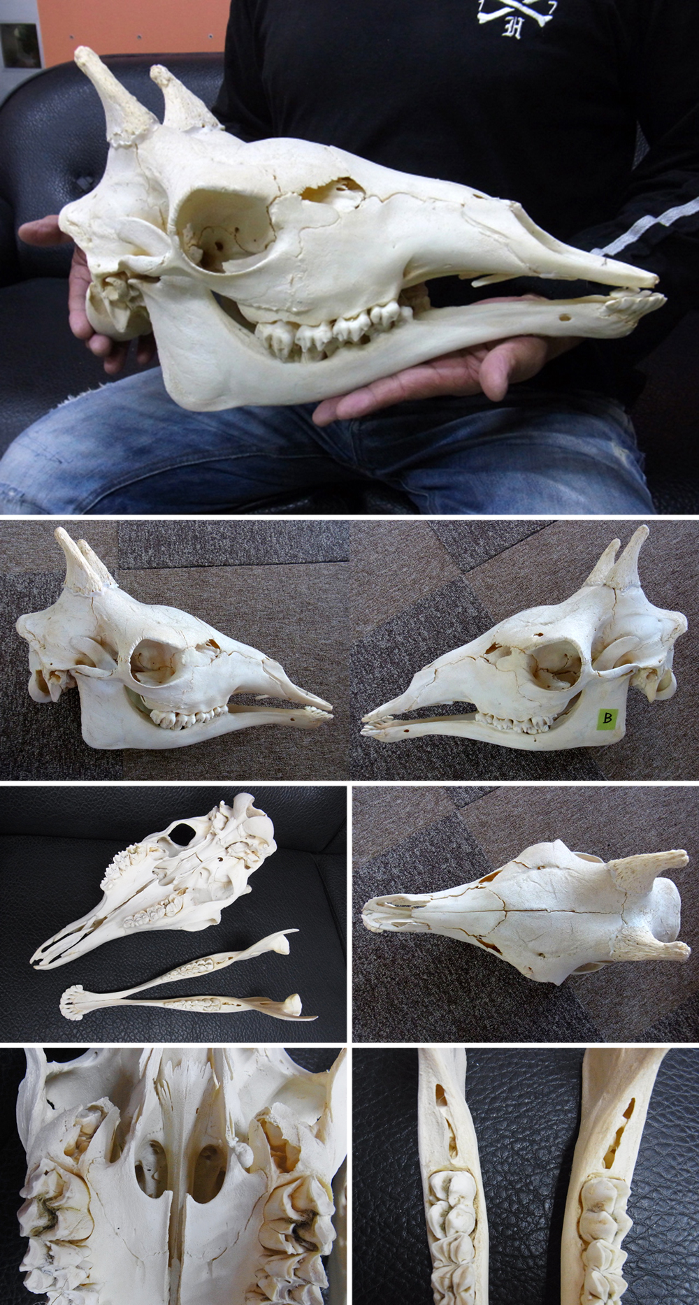キリン South African Giraffe 頭骨 60cm ☆ 即納 ☆ キリン South African Giraffe 頭骨 74cm 【B