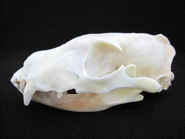 アードウルフ（Aardwolf）頭骨
