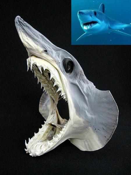 アオザメ　Shortfin mako shark　頭部の剥製