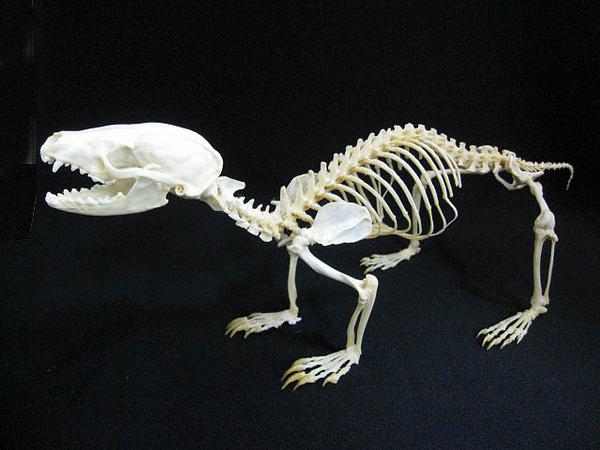 アナグマ（Badger）全身骨格標本 頭骨