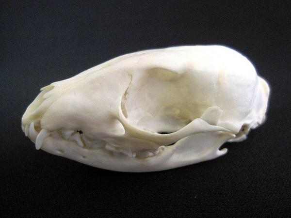 アフリカジャコウネコ　頭骨　標本