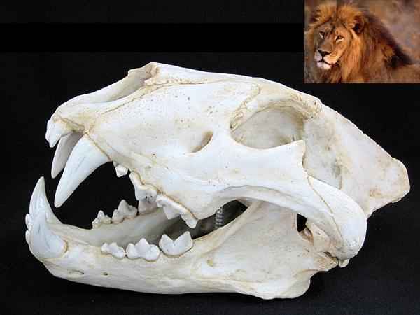 アフリカライオン　精密複製　頭骨模型