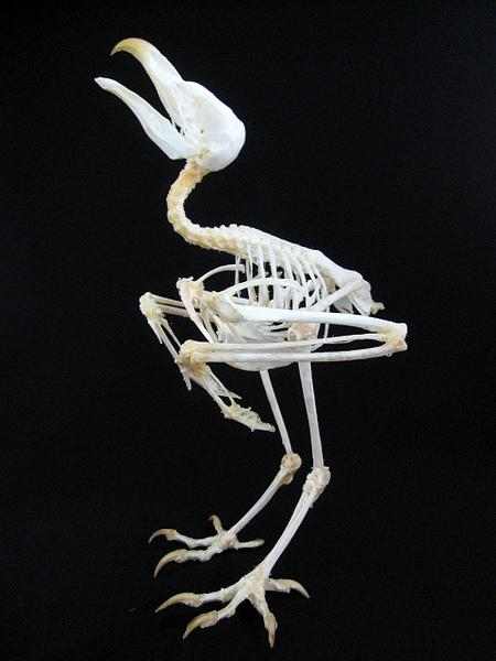骨格標本 - Zoological specimen#Skeletal Preparations .28Osteology.29