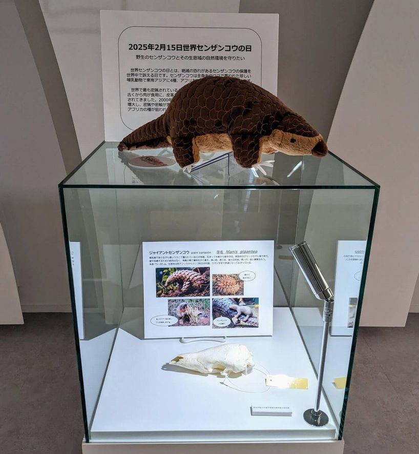 Amazon.co.jp: 動物の骨格 - 動物の骨の表示 |カバの形の小さな
