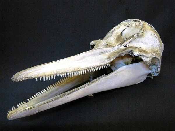 dolphin 頭骨