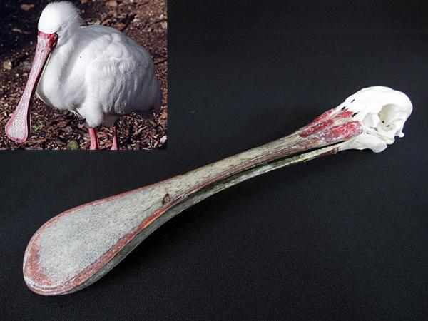 アフリカヘラサギ African Spoonbill 頭骨標本