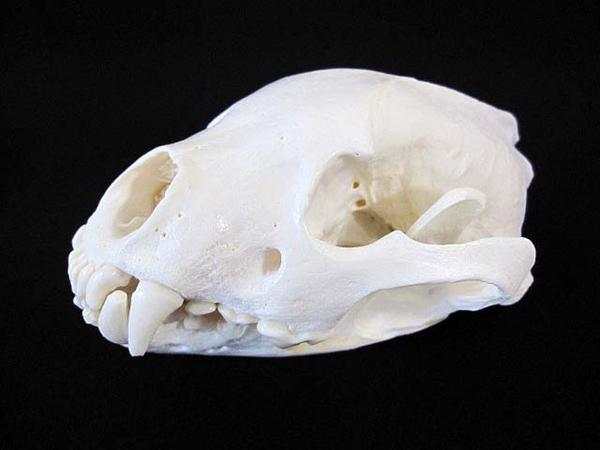 アラスカ グズリ wolverine 頭骨