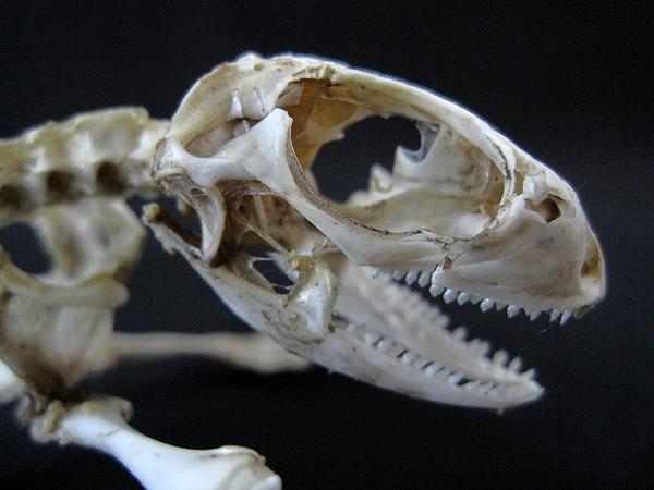 イグアナ　骨格標本