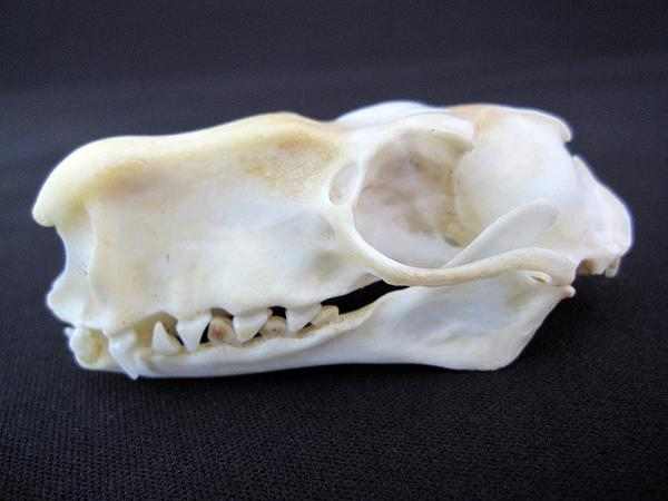 ウマヅラコウモリ（HAMMERHEAD BAT）　♂　頭骨