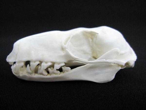 ウマヅラコウモリ（HAMMERHEAD BAT）頭骨