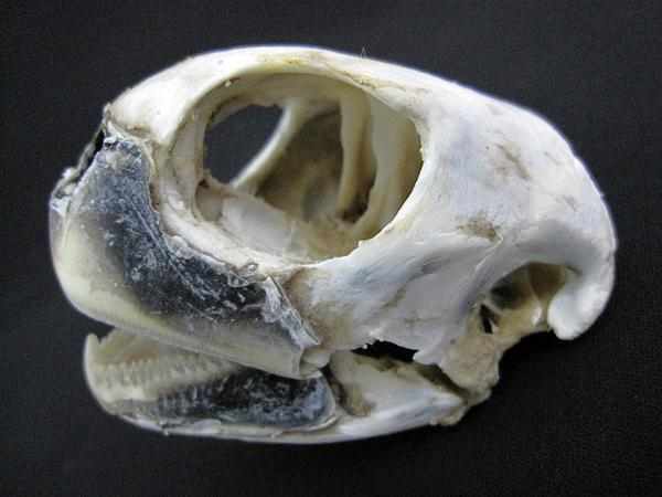 ウミガメ　頭骨