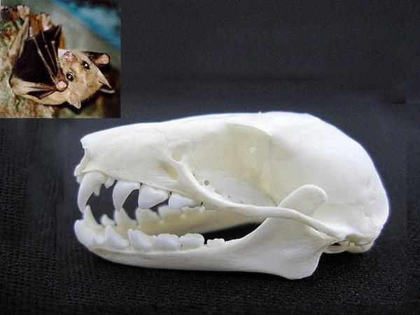 エジプトルーセットオオコウモリ 頭骨