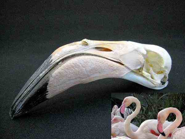 オオフラミンゴ　Flamingo 頭骨