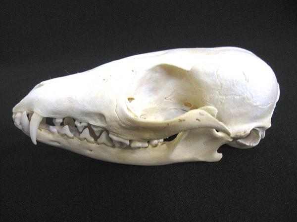 オオミミギツネ（Bat-Eared Fox）頭骨