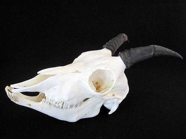 カフカスアイベックス 頭骨 標本
