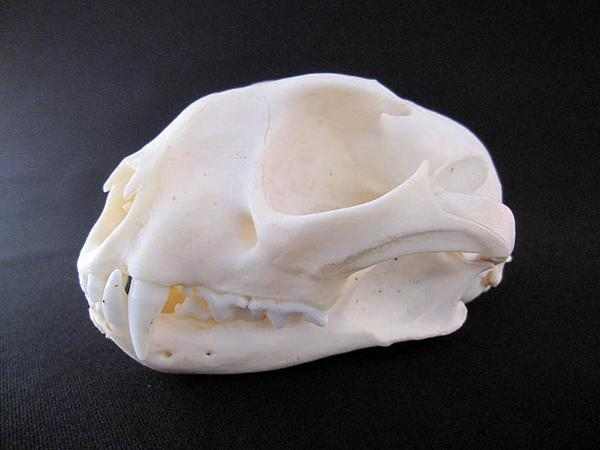 カラカル　頭骨