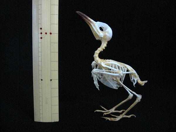 キチョウ（四季鳥） Copsychus saularis 骨格標本