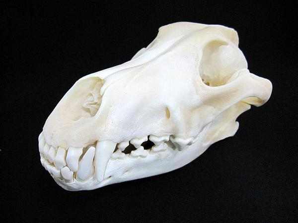 グレイウルフ　ハイイロオオカミ 頭骨