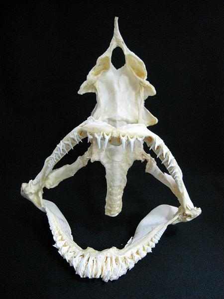 グレーテンジクザメ Grey shark 頭骨