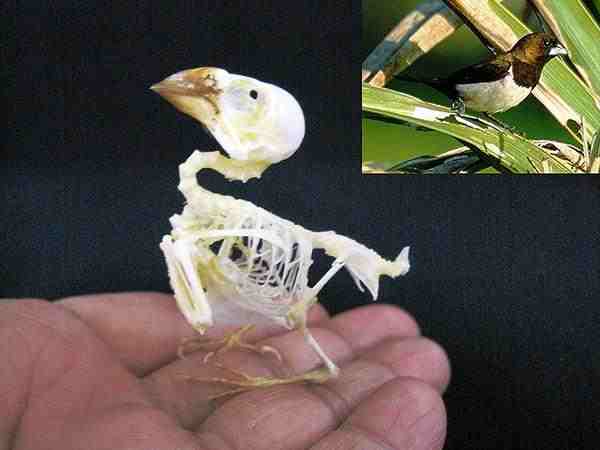 コシグロキンパラ 全身骨格標本