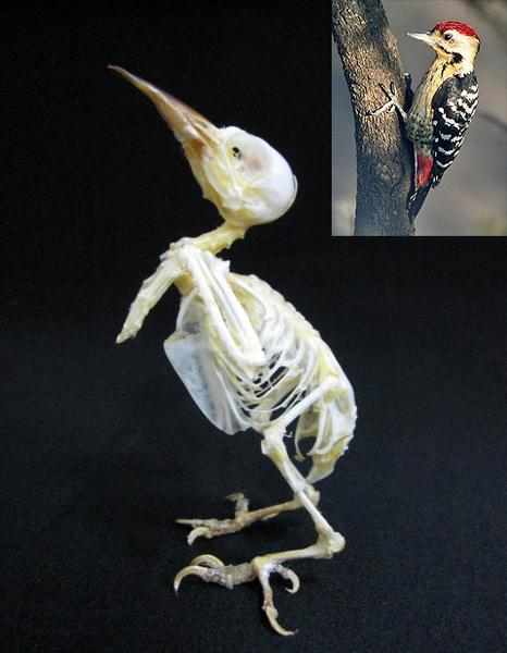 コモンアカゲラ Dendrocopos macei 全身骨格標本