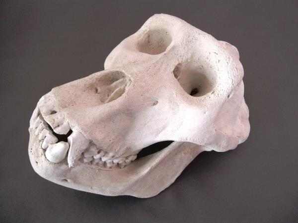 ゴリラ　頭骨　模型
