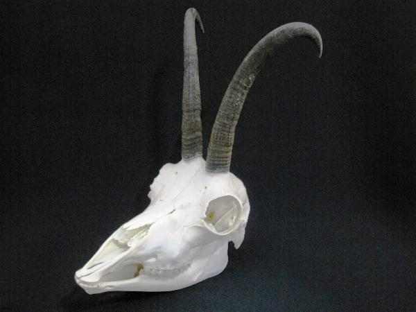 シャモア（Alpine chamois） 頭骨
