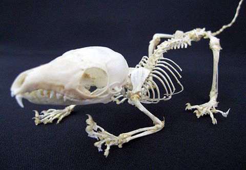 ジャワツバイ 骨格標本