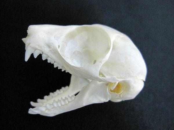 ショウガラゴ （Senegal Bushbaby）頭骨