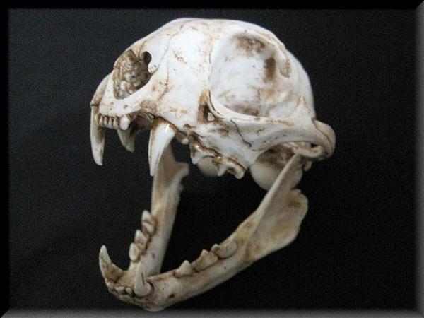 スナドリネコ　頭骨　模型