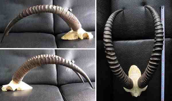 セーブルアンテロープ（Sable antelope）頭骨 