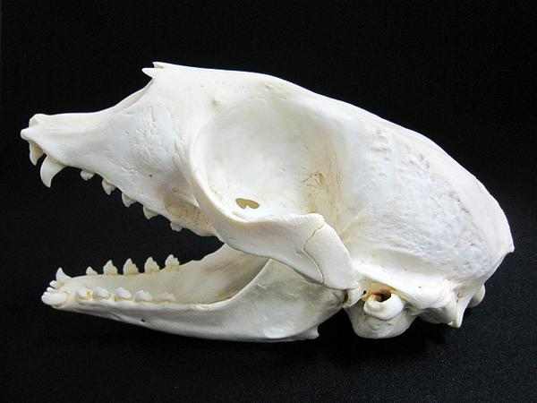 タテゴトアザラシ（Harp seal) 頭骨