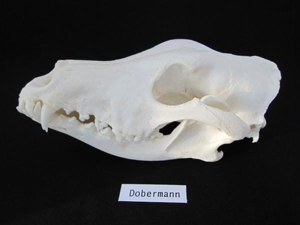ドーベルマン（Doberman） 頭骨