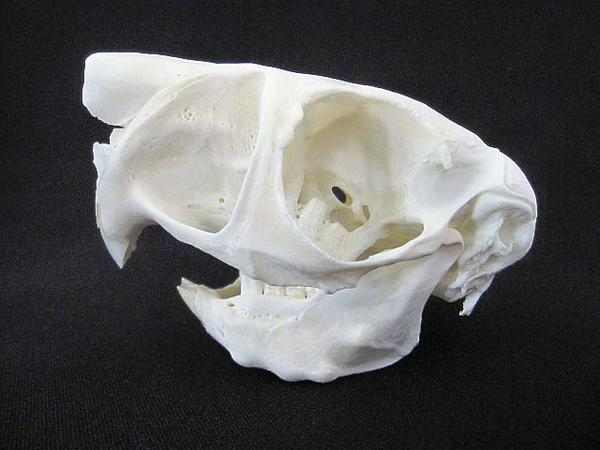 トビウサギ　頭骨