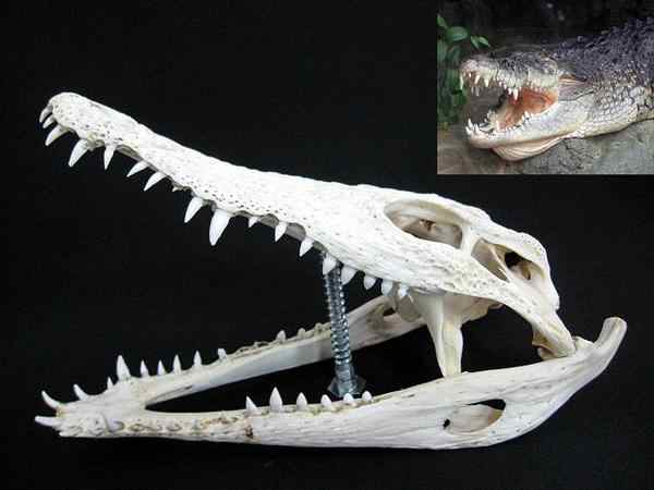 ナイルワニ（Nile crocodile） 頭骨