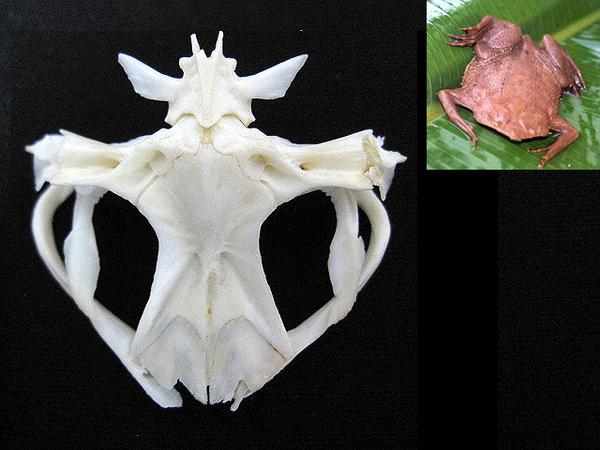 ピパピパ（Pipa pipa）コモリガエル 頭骨