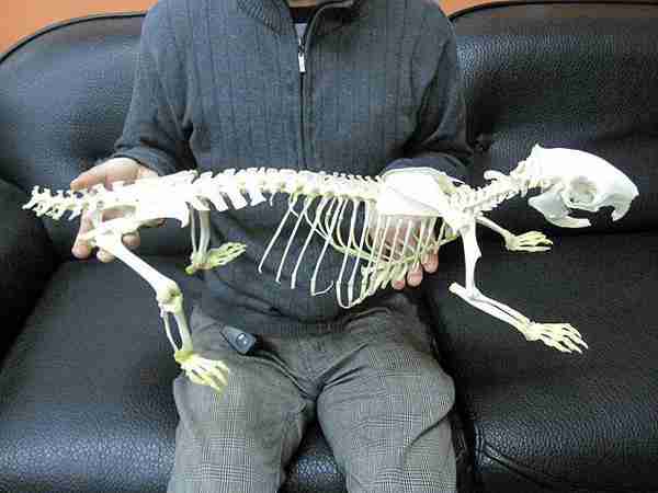 ヒマラヤヤマアラシ ◆全身骨格標本