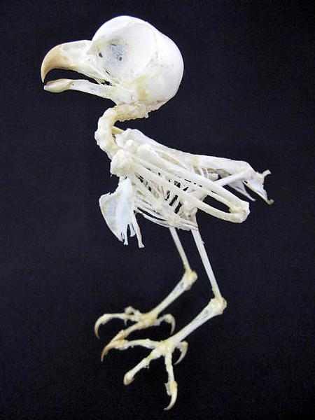 フクロウ　骨格標本