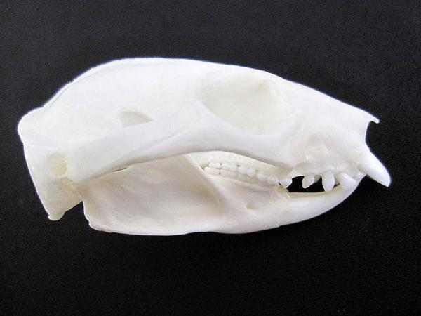 フクロシマリス 頭骨