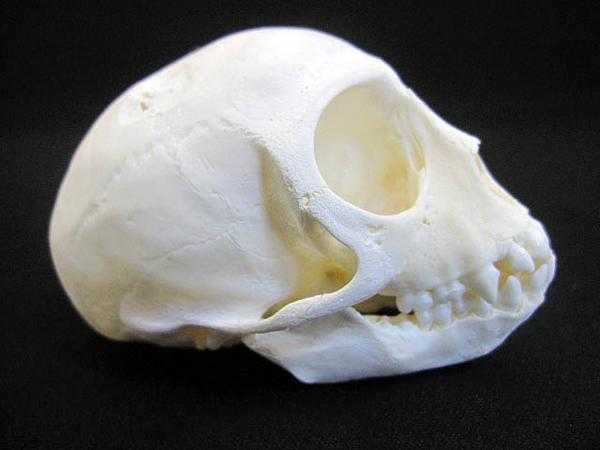 ベルベットモンキー ◆頭骨
