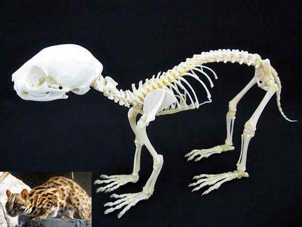 ベンガルヤマネコ　骨格標本