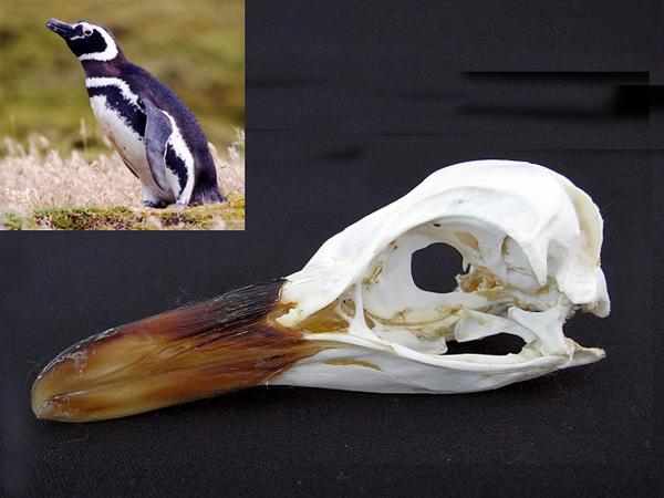 マゼランペンギン（Magellanic Penguin）頭骨