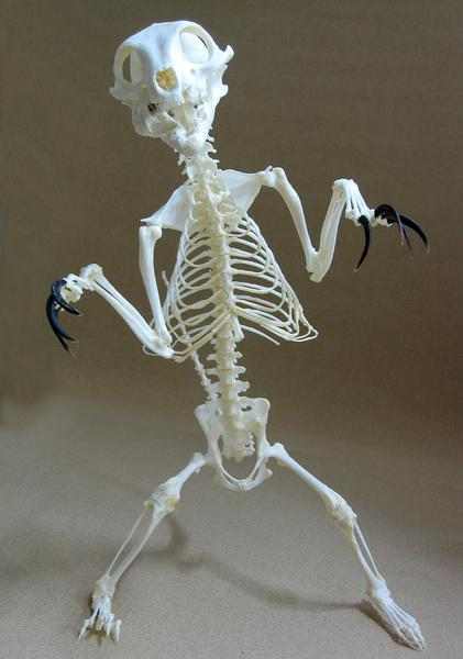 ミーアキャット（Meerkat） 骨格標本