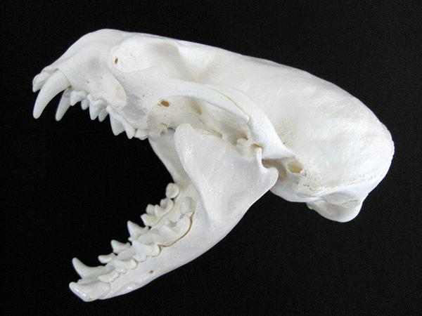 ラッコ Alaskan River Otter 頭骨