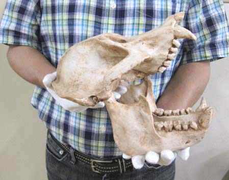 リアル　オランウータン　頭骨　模型