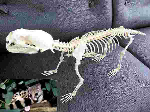 リンサン（linsang）全身骨格標本