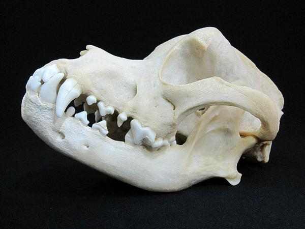 ロットワイラー犬 (Rottweiler Dog) 頭骨